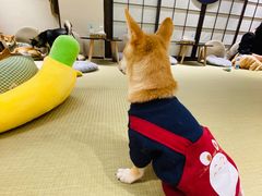 -逗柴咖啡屋·狗咖猫咖宠物桌游
