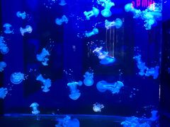 -梦幻海洋王国(吾悦广场张家港店)