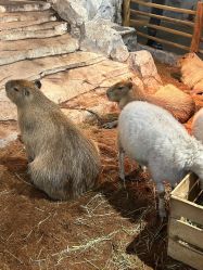 -Zoolung Zoolung动物主题公园(海信广场店)