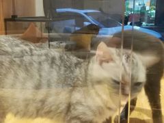 -啵啵喵·猫咖(攀华国际店)