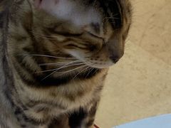 -糯米喵星人·撸猫猫舍咖啡馆(西市场嘉华店)