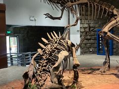 -自贡恐龙博物馆