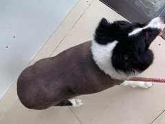 -圣宠动物医院·犬猫专科·影像中心·外科中心