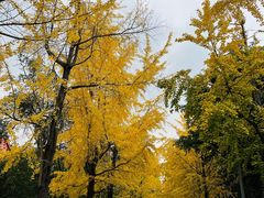 -四川大学(望江校区)