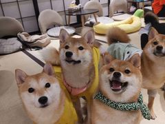 -逗柴咖啡屋·狗咖猫咖宠物桌游