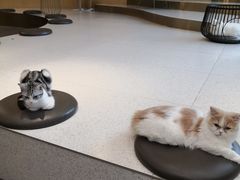 -飞行喵MR PILOT|猫舍·猫咖(静安大融城店)