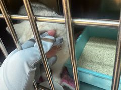 -御宝贝·A梦猫科宠物医院(国际猫友好医院)