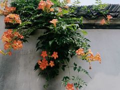 -东梓关景区村庄