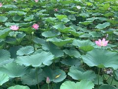 -燕郊植物园