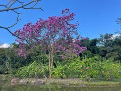 -中国科学院西双版纳热带植物园