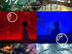 -上海海洋水族馆