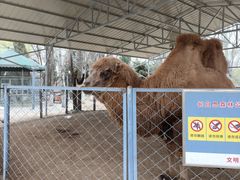-长白岛森林公园