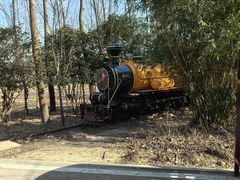 -合肥滨湖国家森林公园