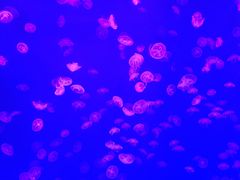 -沈阳海洋探索中心