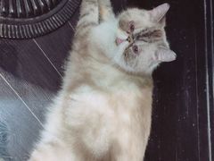 -猫色咖啡·猫咖