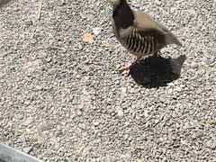 -青藏高原野生动物园