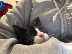 -萌兽医馆·宠物医院·猫骨科(创景店)