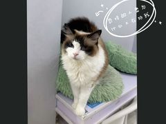 -喵的天空名猫咖啡馆·撸猫·猫舍·用品