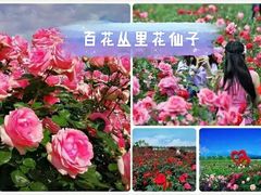 -百万葵园