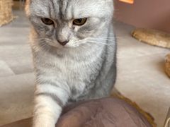 -猫儿山۰猫主题餐厅