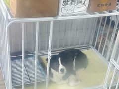 -宠颐生斯嘉宠物医院·急重症·心内科(谷阳北路分院)