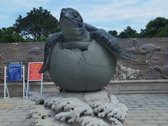 -广东惠东海龟国家级自然保护区