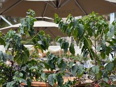 -Torch Coffee 炬点咖啡