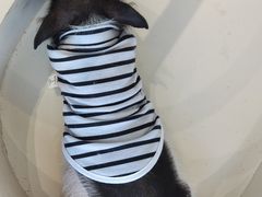 -怪兽屋·羊驼·猫咖·狗咖(俊华广场店)