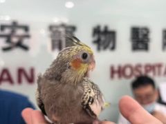 -特一安24小时宠物医院·骨科·中兽医
