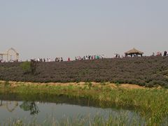 -大塘金香草谷