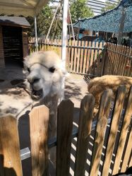 -萌宠亲子动物乐园(槐房万达店)