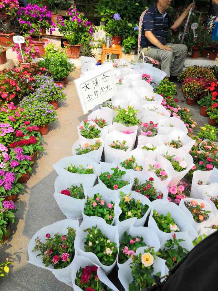 五角场花鸟市场-"要过年了 大家都是奔着蝴蝶兰93去的 然.