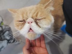 -三花喵·撸猫购宠·宠物生活馆(虹桥南丰城店)