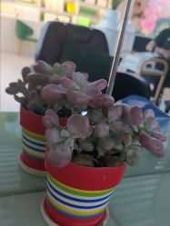 -章光101防脱养发荟