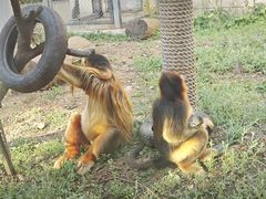 -合肥野生动物园
