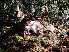 -杭州半山国家森林公园