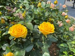 -人民公园(罗湖区)