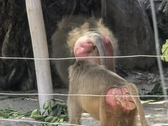 -芽庄珍珠岛游乐园