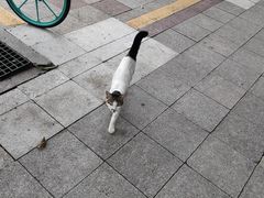-乐琪宠物医院·犬猫专科·骨外科·急重症