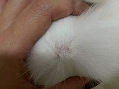 -爱宠屋pet shop·宠物洗澡·宠物美容