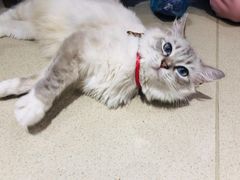 -藏猫猫咖啡主题馆(中央大道店)