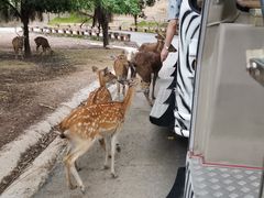 -清迈夜间动物园