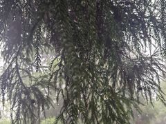 -长沙黑麋峰国家森林公园