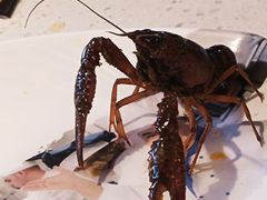 -千家粗粮王(MOMOPARK店)