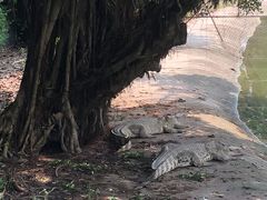 -广州长隆飞鸟乐园