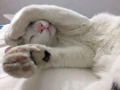 -猫咪博物馆(顶澳仔猫街店)