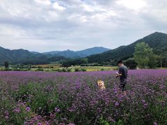-北京东方普罗旺斯薰衣草庄园