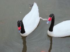 -鄱阳湖国家湿地公园