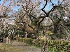 -京都御所