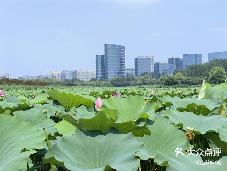 夏日清凉风光通明湖公园